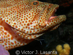 red hind in a cleaning station with 2 pederson cleaner sh... by Victor J. Lasanta 